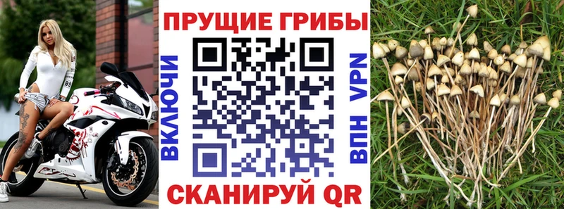 Купить  Алушта  Галлюциногенные грибы MAGIC MUSHROOMS 